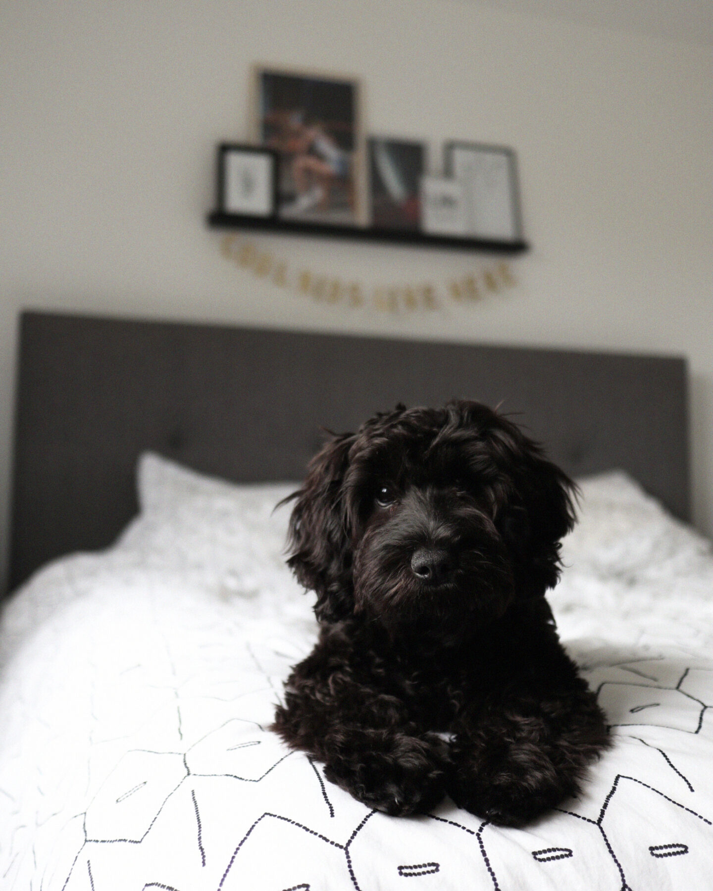 cockapoo puppy checklist cockapoo puppy checklist
